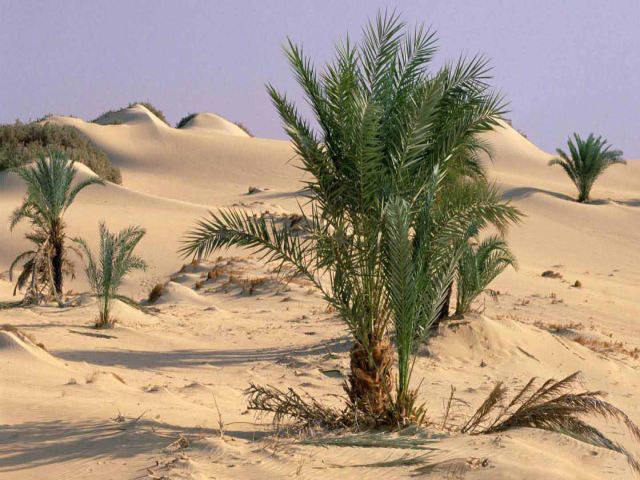 https://marsaalam-trip.com/wp-content/uploads/2024/09/177-Desert-Tour-of-Gara-Cave-7781505758884.jpeg