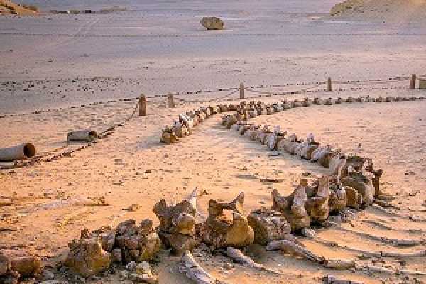https://marsaalam-trip.com/wp-content/uploads/2024/09/600x400-1-50-da7e1424c99c55c2c12688b508070b8a.jpg