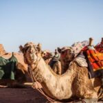 Day tour to Darawa camel markets